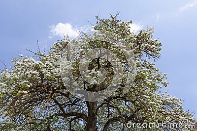 Peartree in my garden with blue sky and clouds Stock Photo