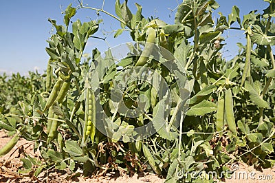 Peas field Stock Photo