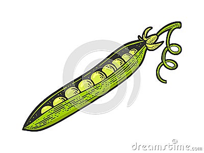 peas line art color sketch vector illustration Vector Illustration