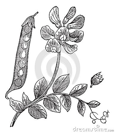 Peas or Pisum sativum, vintage engraving Vector Illustration