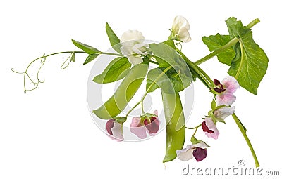 Peas plant Stock Photo