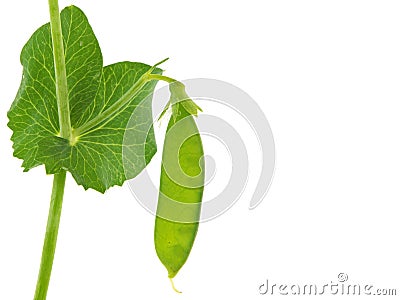 Peas plant with pod , Pisum sativum Stock Photo
