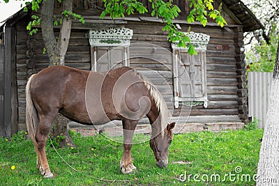 Peasant bay horse is grazed near a old rustic log farmhouse Stock Photo
