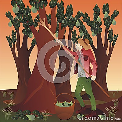 Peasant harvesting pears Vector Illustration