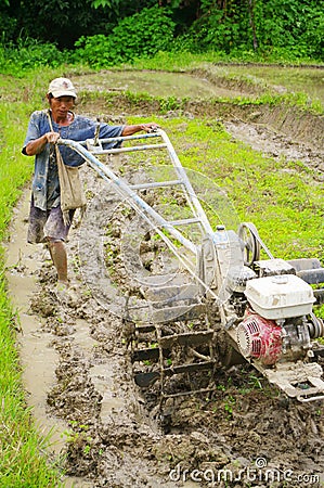 Peasant in the rice field Editorial Stock Photo