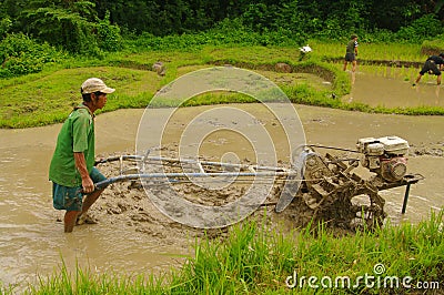 Peasant in the rice field Editorial Stock Photo