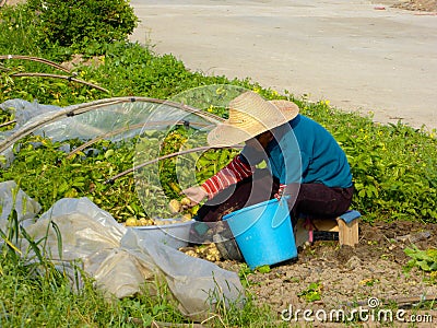 Peasant woman doing farm work in the field Editorial Stock Photo