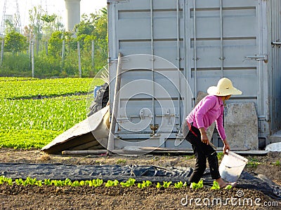 Peasant woman doing farm work in the field Editorial Stock Photo