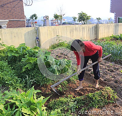 Peasant woman growing vegetables Editorial Stock Photo