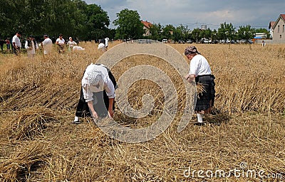 Peasant woman harvesting wheat Editorial Stock Photo