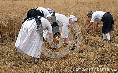 Peasant woman harvesting wheat Editorial Stock Photo