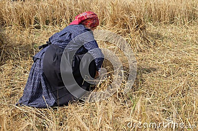 Peasant woman harvesting wheat with scythe Editorial Stock Photo