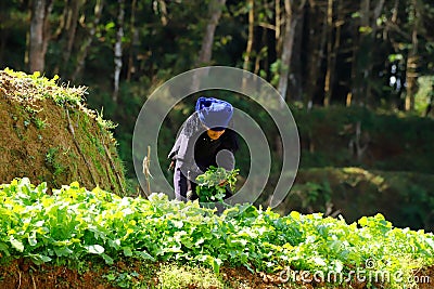 A peasant woman working in the rice fields of Yunnan, China. The famous terraced rice fields of Yuanyang in Yunnan, China Editorial Stock Photo