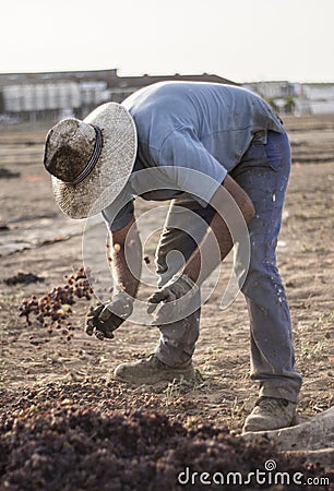 peasant working in the elaboration of sweet wine in Andalusia, Spain, Europe Stock Photo