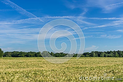 Peasantry with a summer wheat field Stock Photo
