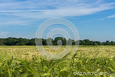 Peasantry with wheat field. Stock Photo