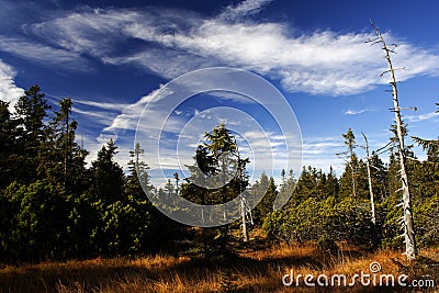 Peat-bog in Giant mountains Stock Photo