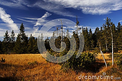 Peat-bog in Giant mountains Stock Photo