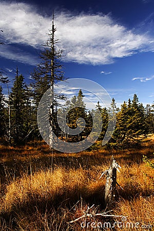 Peat-bog in Giant mountains Stock Photo