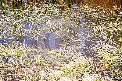 A PEAT BOG IN A REMOTE FOREST.A FRAGMENT OF THE SURFACE OF A PEAT BOG OVERGROWN WITH GRASS AND FLOATING DUCKWEED Stock Photo