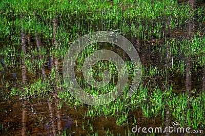 A PEAT BOG IN A REMOTE FOREST.A FRAGMENT OF THE SURFACE OF A PEAT BOG OVERGROWN WITH GRASS AND FLOATING DUCKWEED Stock Photo