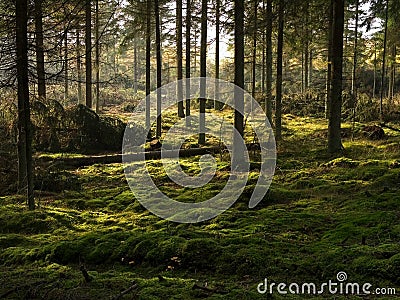 The peat covered spruce forest bed Stock Photo