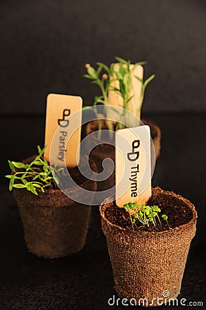 Peat pots of seedlings on a black background Stock Photo