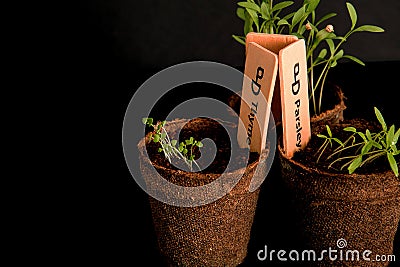 Peat pots of seedlings on a black background Stock Photo