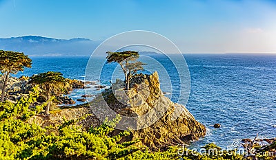 Lone Cypress Editorial Stock Photo