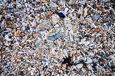 Pebbles, sand and shells at the shore Stock Photo