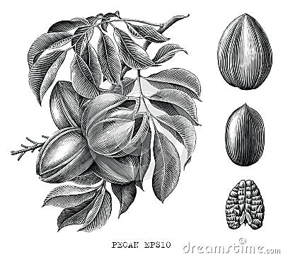 Pecan botanical hand drawing engraving style black and white clip art isolated on white background Vector Illustration