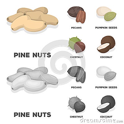 Pecan, pine nut, pumpkin seeds, chestnut.Different kinds of nuts set collection icons in cartoon,monochrome style vector Vector Illustration