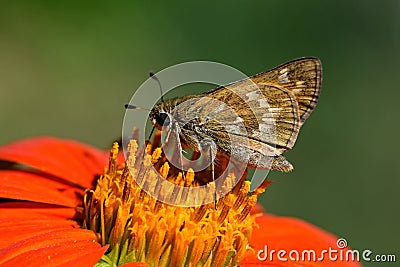 Peckâ€™s skipper on Tithonia diversifolia or Mexican sunflower. Stock Photo