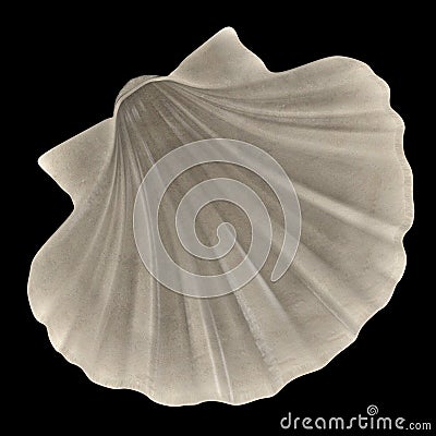 Pecten Albicans Japanese Baking Scallop Stock Photo