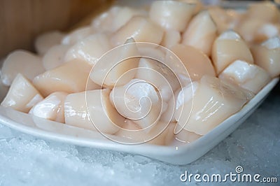 Pecten maximus or great scallop, king scallop, St James shell or escallop fresh and open ready to cook Stock Photo
