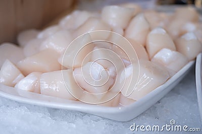 Pecten maximus or great scallop, king scallop, St James shell or escallop fresh and open ready to cook Stock Photo