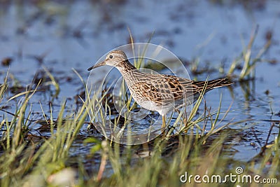 Pectoral Sandpiper bird Stock Photo