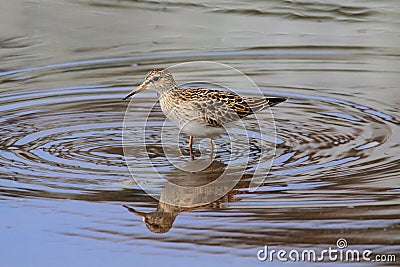 Pectoral Sandpiper (Calidris melanotos) Stock Photo