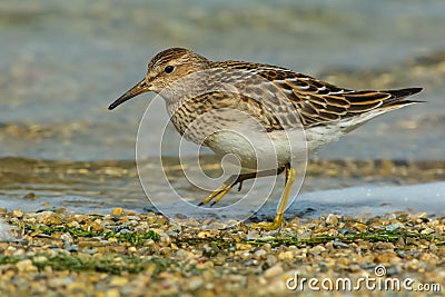 Pectoral Sandpiper - Calidris melanotos Stock Photo