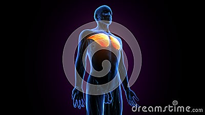 3d illustration of human muscular system torso muscles pectoral muscles anatomy Stock Photo