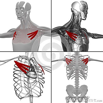 pectoralis minor Cartoon Illustration