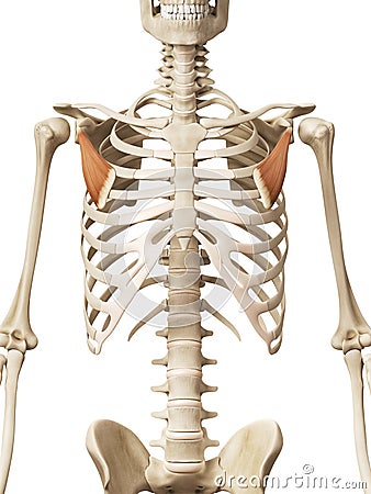 The pectoralis minor Stock Photo