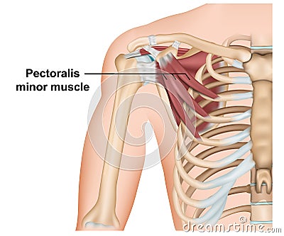 Pectoralis minor muscle anatomy, 3d medical vector illustration on white background Vector Illustration