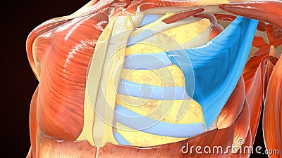 Pectoralis minor muscle which connects to ribs Stock Photo