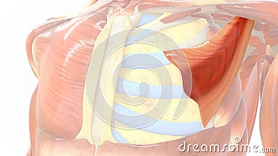 Pectoralis minor muscle which connects to ribs Stock Photo