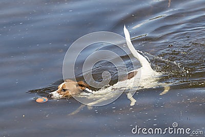 Ped dog chasing ball Stock Photo