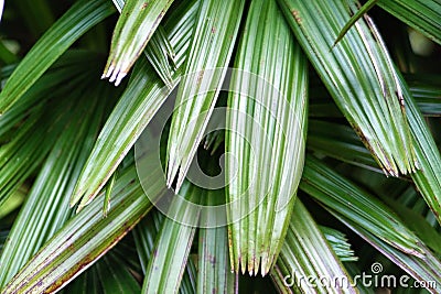 Green plants Stock Photo