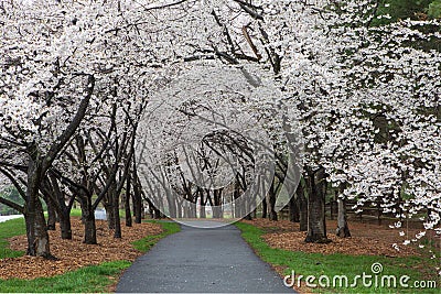 Walkway under Spring Blooming Cherry Trees Reston VA Stock Photo