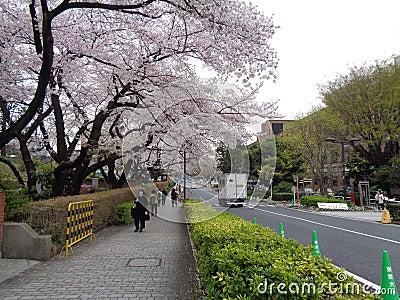 Pedestrian walk at the University of Tokyo, 2016 Editorial Stock Photo