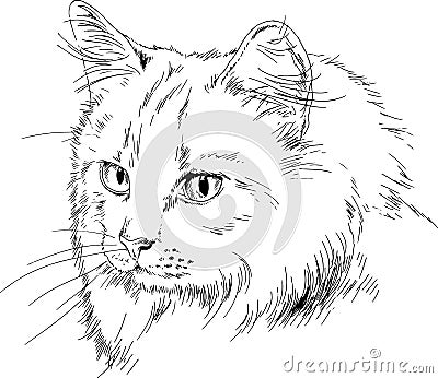 Pedigree cat drawn in ink by hand Vector Illustration